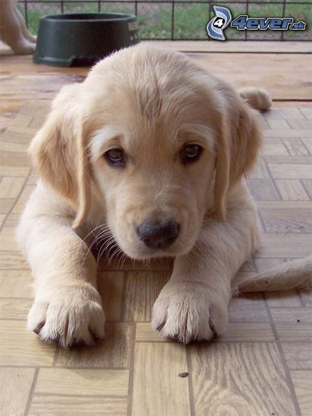 [obrazky.4ever.sk]%20stena,%20pes,%20labrador%203799659[1].j