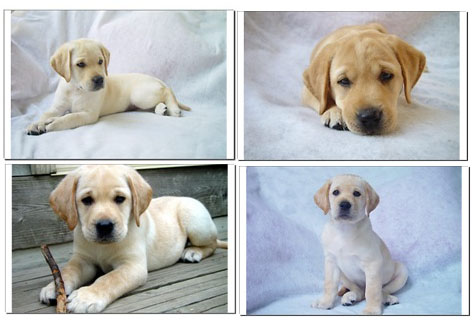 yellow_labrador_puppies[1].jpg